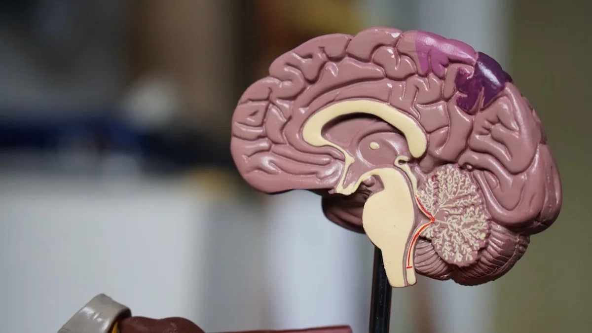 Représentation des neurotransmetteurs dans le cerveau TDAH