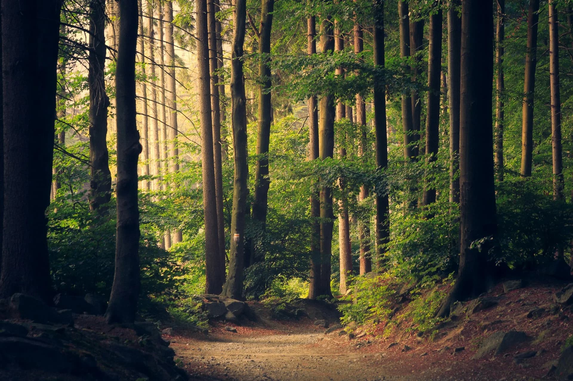 Forêt dense, rayons de lumière à travers le feuillage